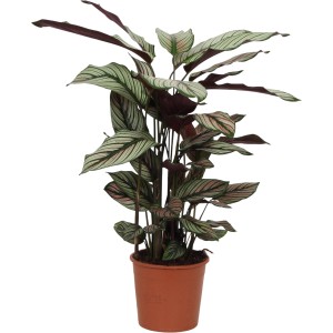 Korbmarante Whitestar im Topf, ca. 45-55 cm hoch, dekorative Grünpflanze mit weiß-grünen Blättern.