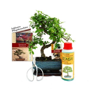 Exotenherz Geschenkset: Bonsai Ulmus (ca. 6 Jahre alt) mit Zubehör wie Schere, Dünger und Pflegebroschüre.