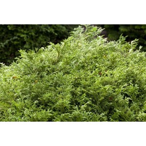 Grüne Thujopsis dolabrata (Hiba-Lebensbaum), 100-125 cm, buschige Heckenpflanze für Garten und Kübel.