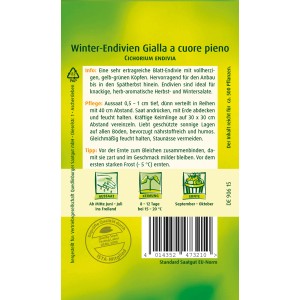 Samentüte Winter-Endivie 'Gialla a cuore pieno' für Herbsternte, gelbgrüne Köpfe.