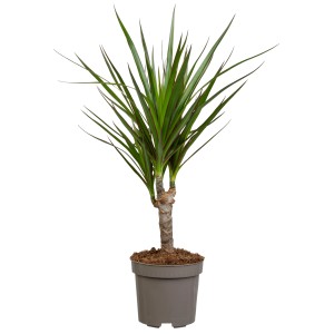 Drachenbaum (Dracaena marginata), ca. 115 cm hoch im Topf mit schlanken, grünen Blättern.