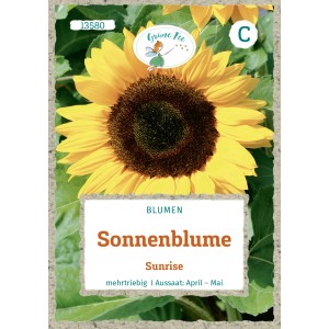 Grüne Fee Sonnenblume Sunrise Saatgut, mehrfach verzweigte Sonnenblume mit goldgelben Blütenblättern.