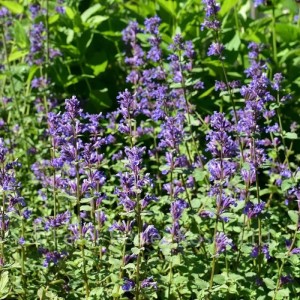 6x Katzenminze 'Blue Wonder' Nepeta faassenii Topf 9 cm Blaue Blüten