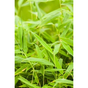 Immergrüner Fargesia Jumbo Bambus mit grünen Blättern, ideal als Sichtschutz im Garten.