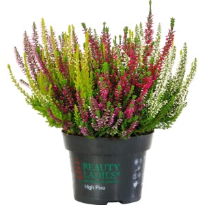 Knospenblüher-Heide 'High Five' im Topf, verschiedene Farben. Calluna für Balkon und Garten.
