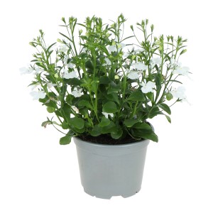 GROW by OBI Männertreu 'Laura White' im Topf, eine weiße Sommerpflanze für Balkon und Garten.
