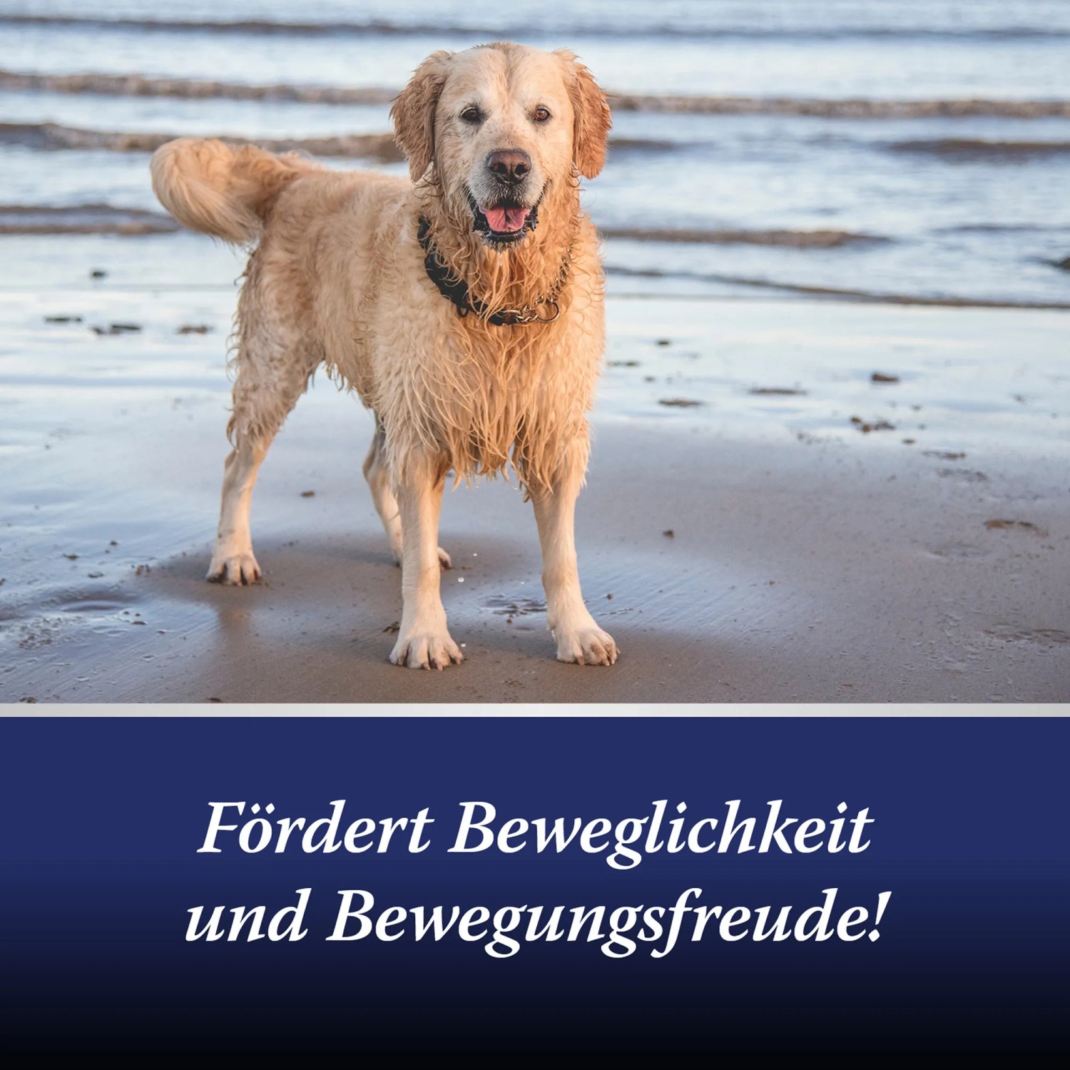 Goldener Retriever am Strand. Canosept Gelenk Klein für Hunde zur Unterstützung der Gelenke.