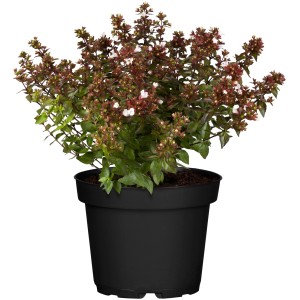 GROW by OBI Abelie Colours in Shape im 5 l Topf, Zierstrauch mit bunten Blüten.