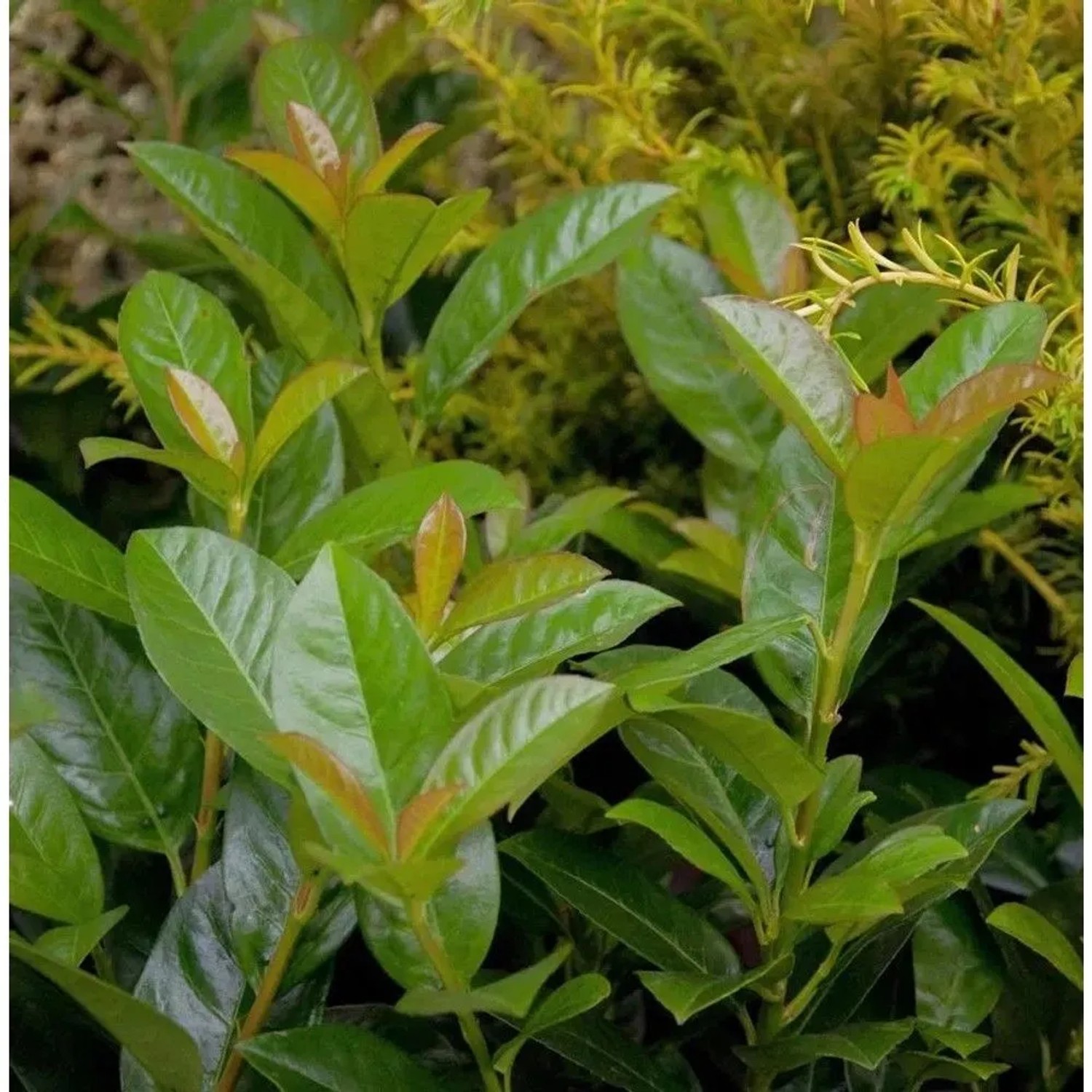 Hochstamm Kirschlorbeer Bonaparte 80-100cm - Prunus,aurocerasus