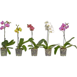 Verschiedenfarbige Schmetterlingsorchideen (Phalaenopsis) im 12 cm Topf.