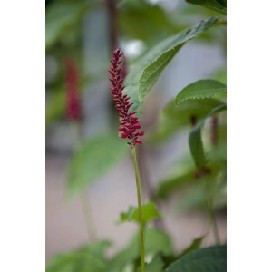 Kerzenknöterich 'Inverleith' mit purpurroten Blüten und grünen Blättern im Topf.