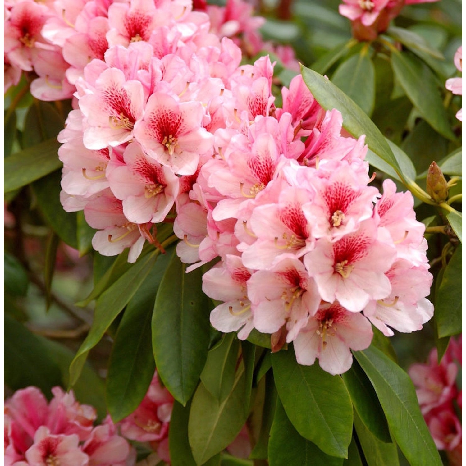 INKARHO - Großblumige Rhododendron Off Shot 25-30cm - Alpenrose günstig online kaufen