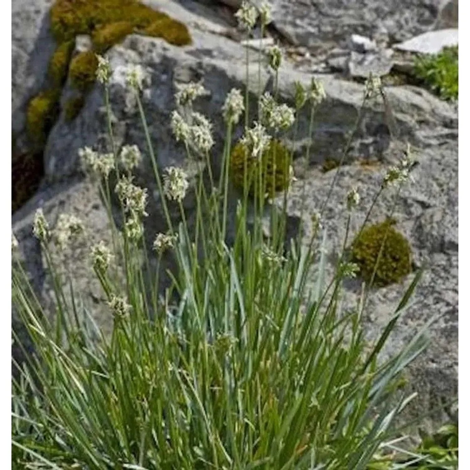 Kalk Blaugras - Sesleria albicans