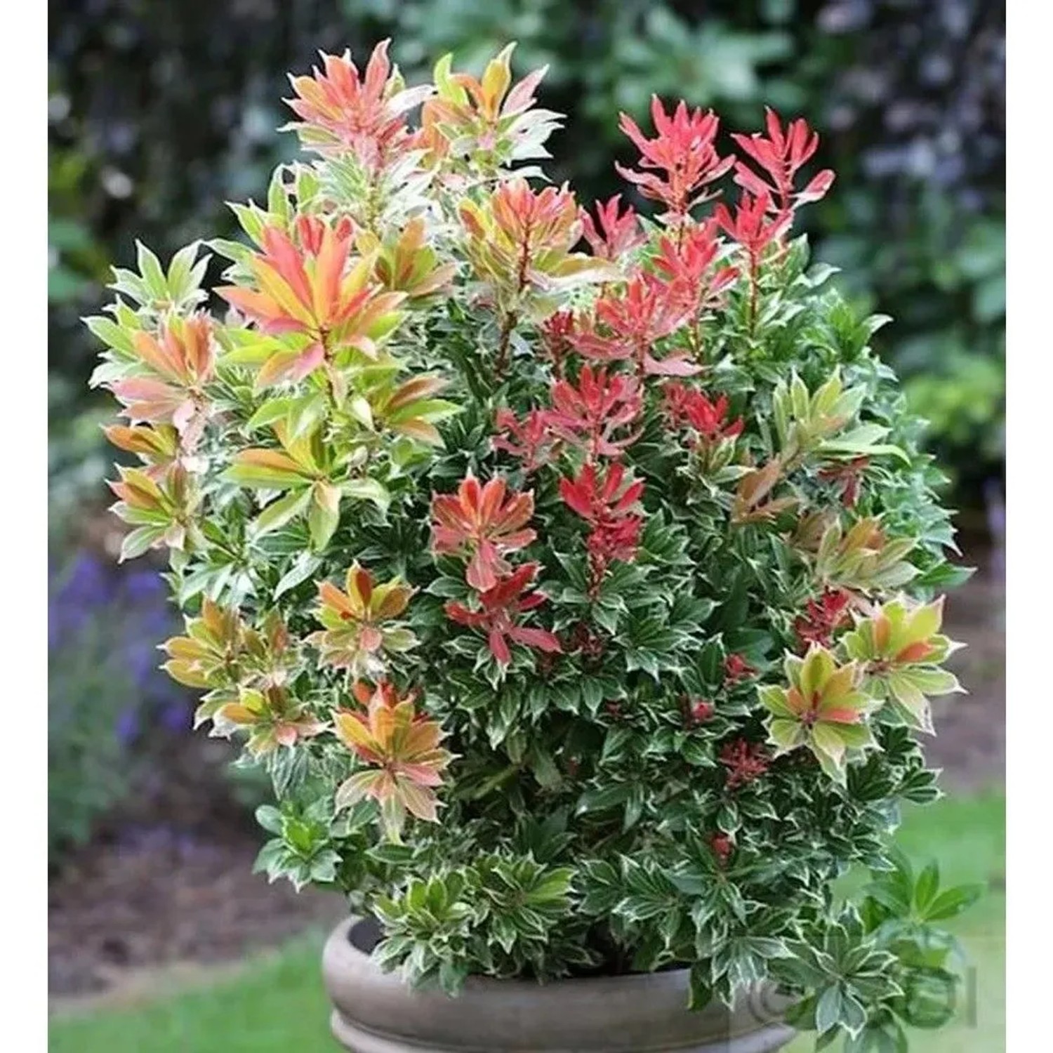 Schattenglöckchen Lavendelheide Carneval 15-20cm - Pieris japonica