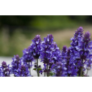 Violett blühender Steppen-Salbei (Salvia nemorosa) im Topf, Nahaufnahme.