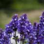 Violett blühender Steppen-Salbei (Salvia nemorosa) im Topf, Nahaufnahme.