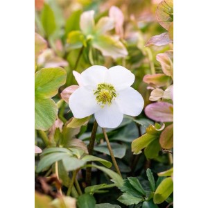 Nahaufnahme einer weißen Christrose (Helleborus Niger Praecox) im 11x11 cm Topf.