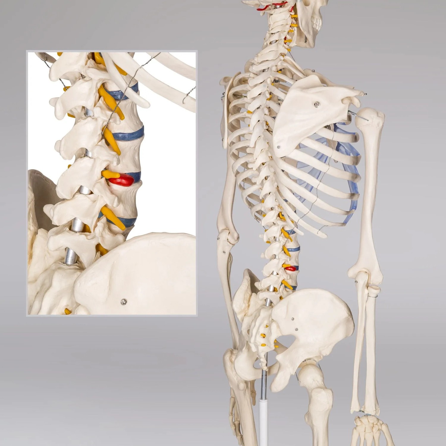 Detailgetreues Tectake Skelett in Lebensgröße, medizinisches Modell für Lehre und Dekoration.