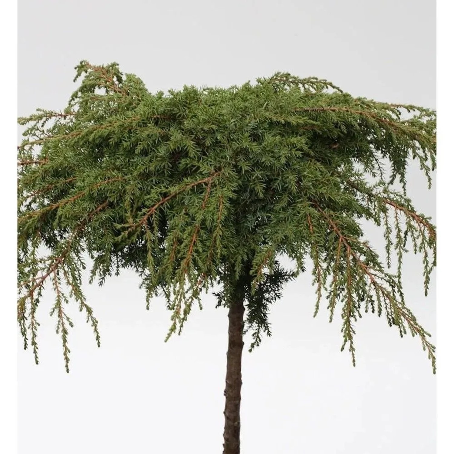 Hochstamm Grüner Kriechwacholder Green Carpet 40-60cm - Juniperus communis