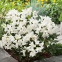 Blühender, weißer Rhododendron Cunninghams White im Topf, ca. 20-30 cm hoch.