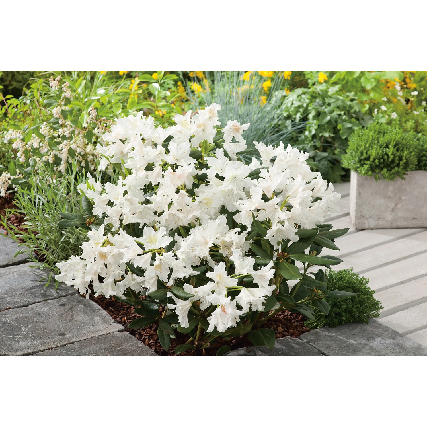 GROW by OBI Rhododendron Pflanze Cunninghams White wei 20-30 cm 5 l kaufen  bei OBI