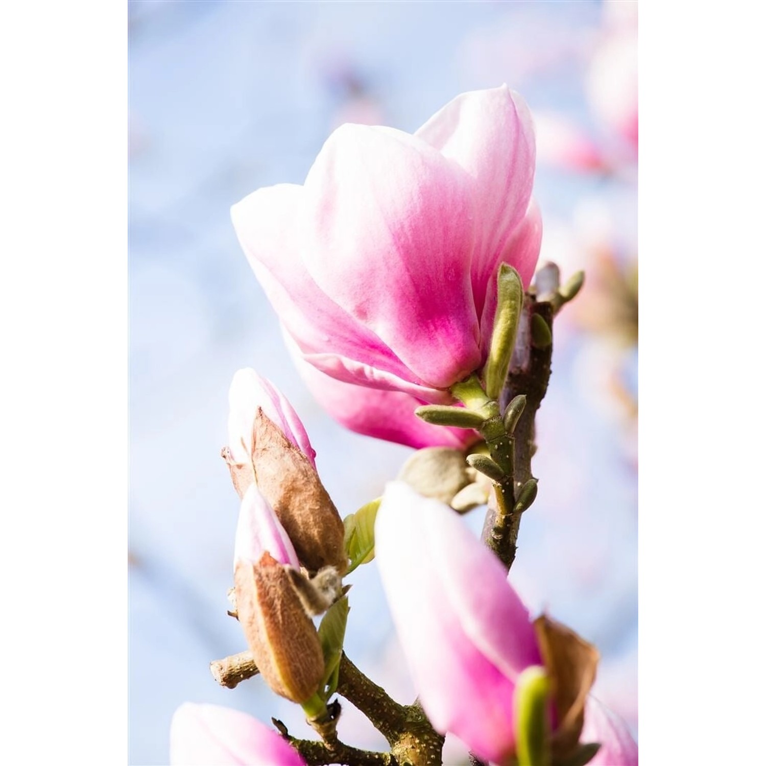 Magnolia 'Red Lucky' Magnolie 60-80 cm günstig online kaufen