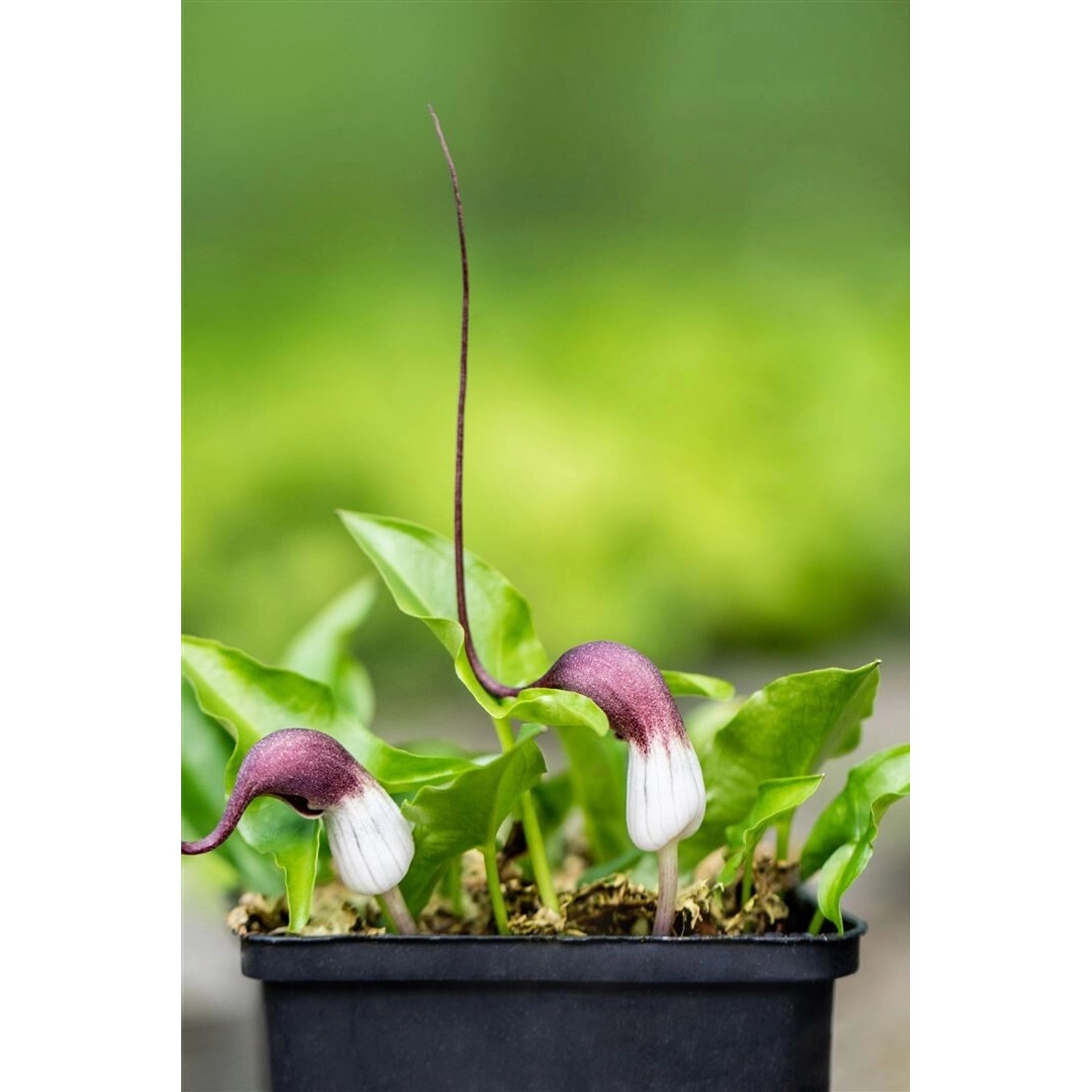 Arisarum Proboscideum Mäuseschwanzpflanze Ca. 9x9 cm Topf günstig online kaufen
