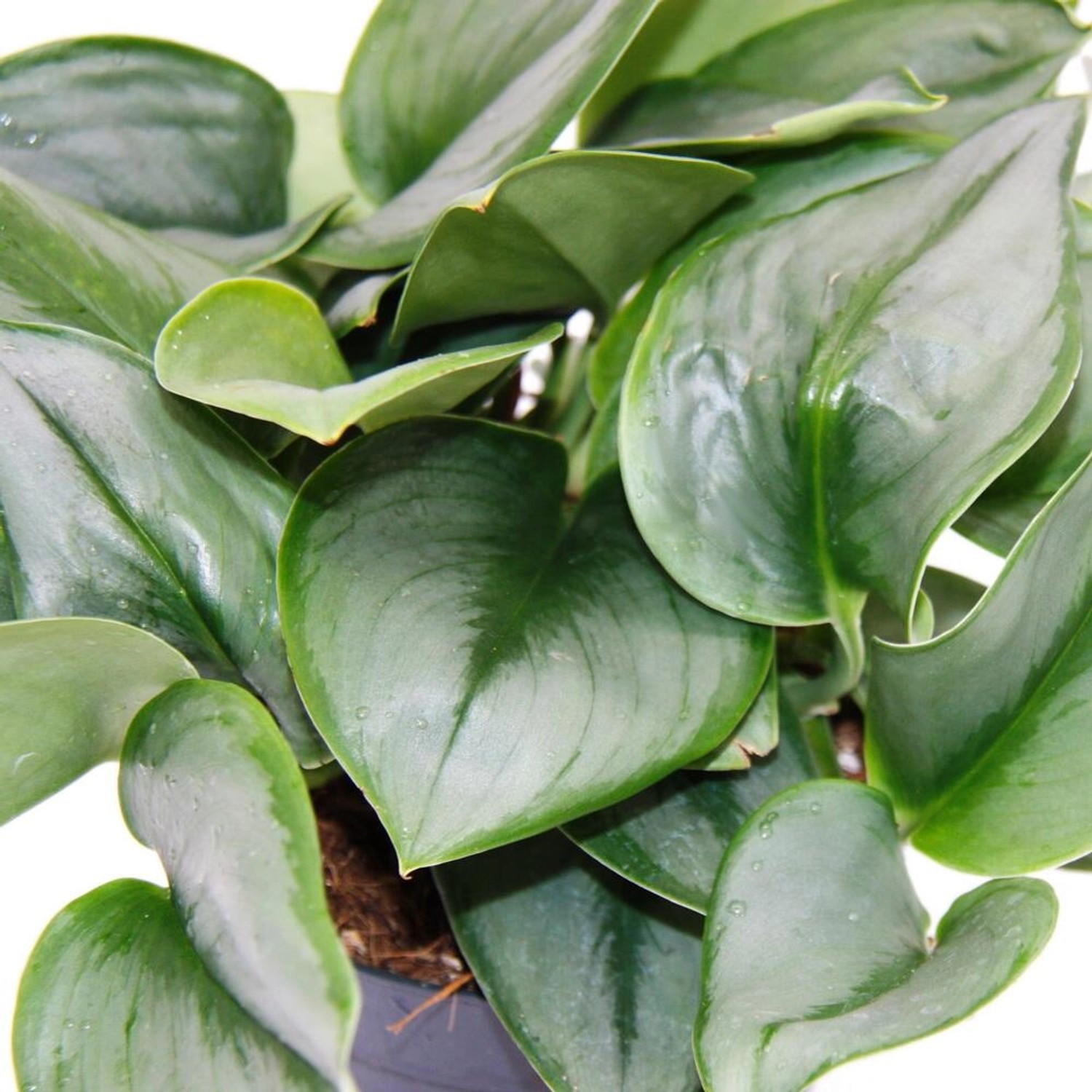 Exotenherz 'Mondschein' (Scindapsus pictus) im 12cm Topf, Rankpflanze mit silbrig-grünen Blättern.