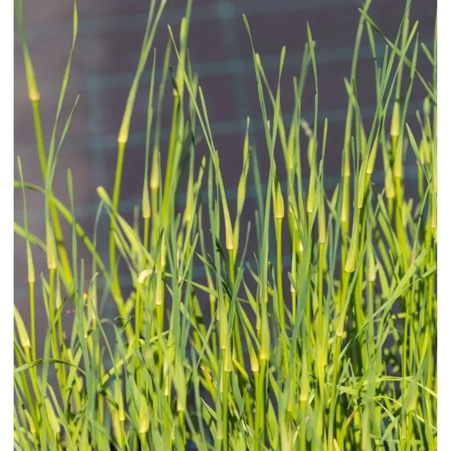 Weisser gekielter Lauch - Allium carinatum