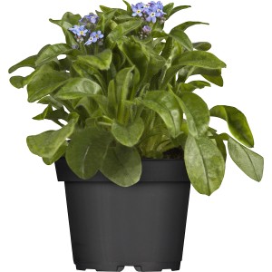 Blaues Vergissmeinnicht im Topf, eine farbenfrohe Frühjahrsbepflanzung von GROW by OBI.