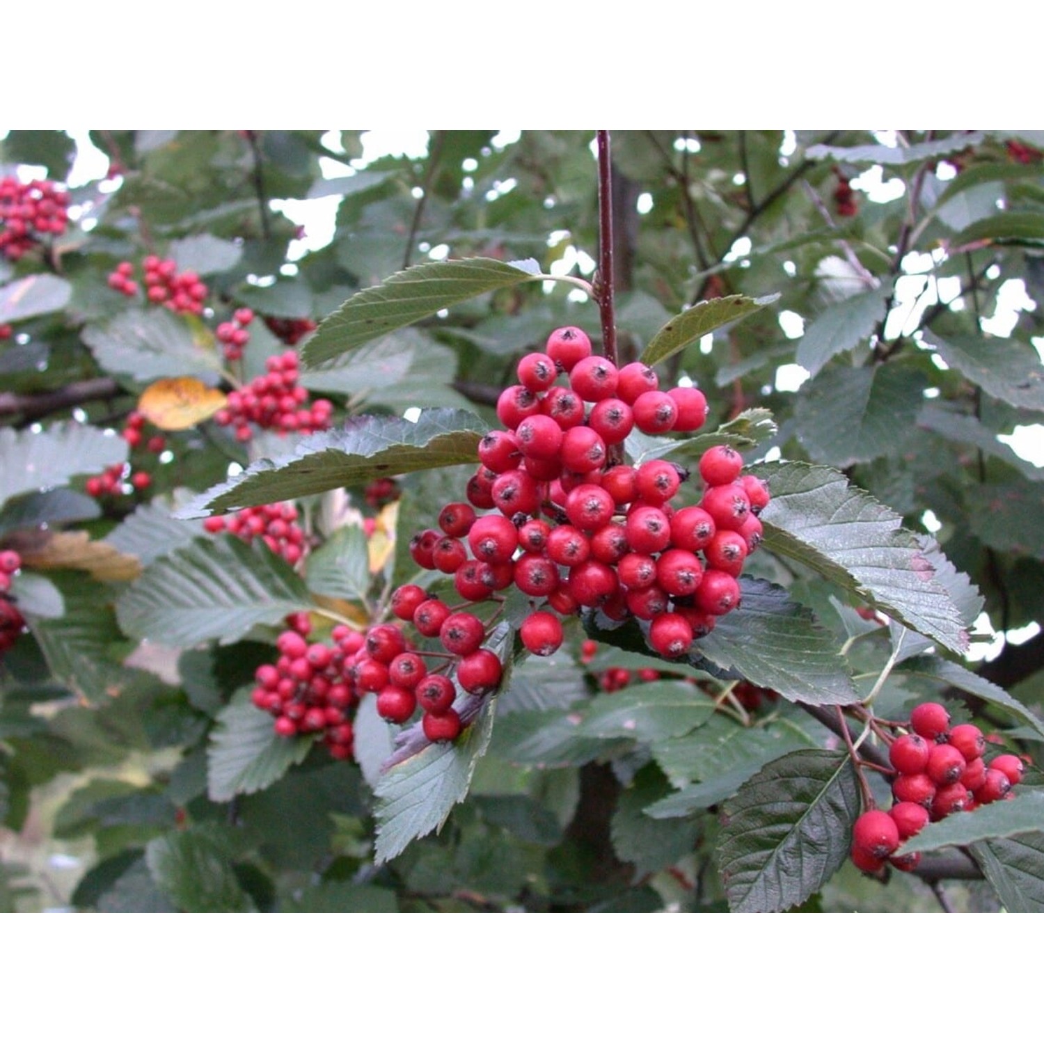 Sorbus Aria Wilfrid Fox Mehlbeere 80 cm Silbrig-Weiße Blätter günstig online kaufen