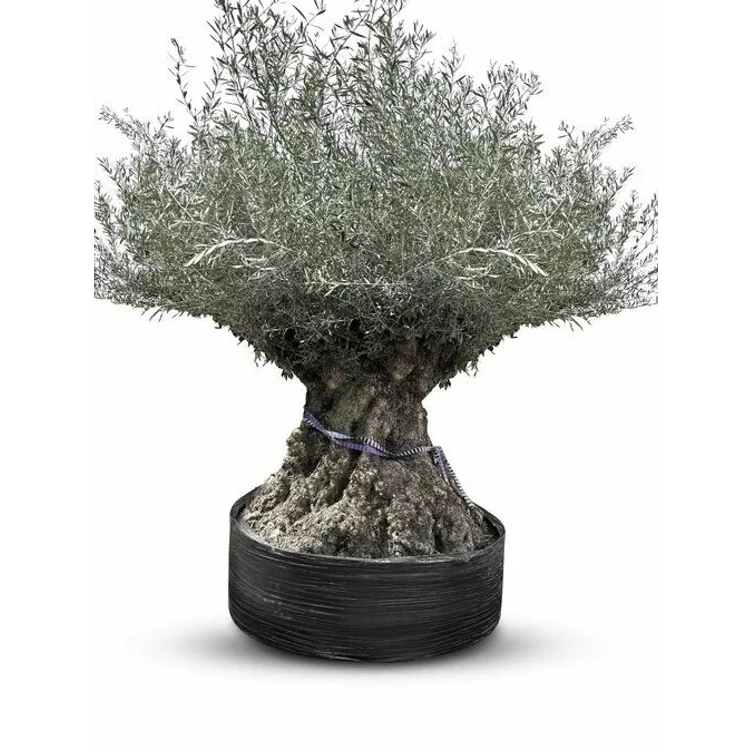 Sunny-Tree Winterharte Olivenbaum Bonsai 250 cm 275 Jahre Alter Olivenbaum Olea Europaea  Fruchttragend