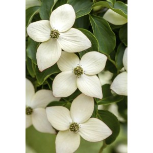 Nahaufnahme des Chinesischen Hartriegels 'Wietings Select' mit weißen Blüten und grünen Blättern.