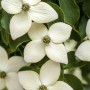 Nahaufnahme des Chinesischen Hartriegels 'Wietings Select' mit weißen Blüten und grünen Blättern.