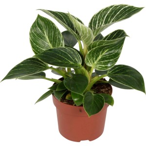 GROW by OBI Baumfreund White Wave im Topf, eine dekorative Grünpflanze mit weiß gestreiften Blättern.