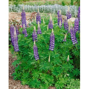Vielblättrige Lupine 'Kastellan' im Topf mit violetten Blütenkerzen.