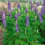 Vielblättrige Lupine 'Kastellan' im Topf mit violetten Blütenkerzen.