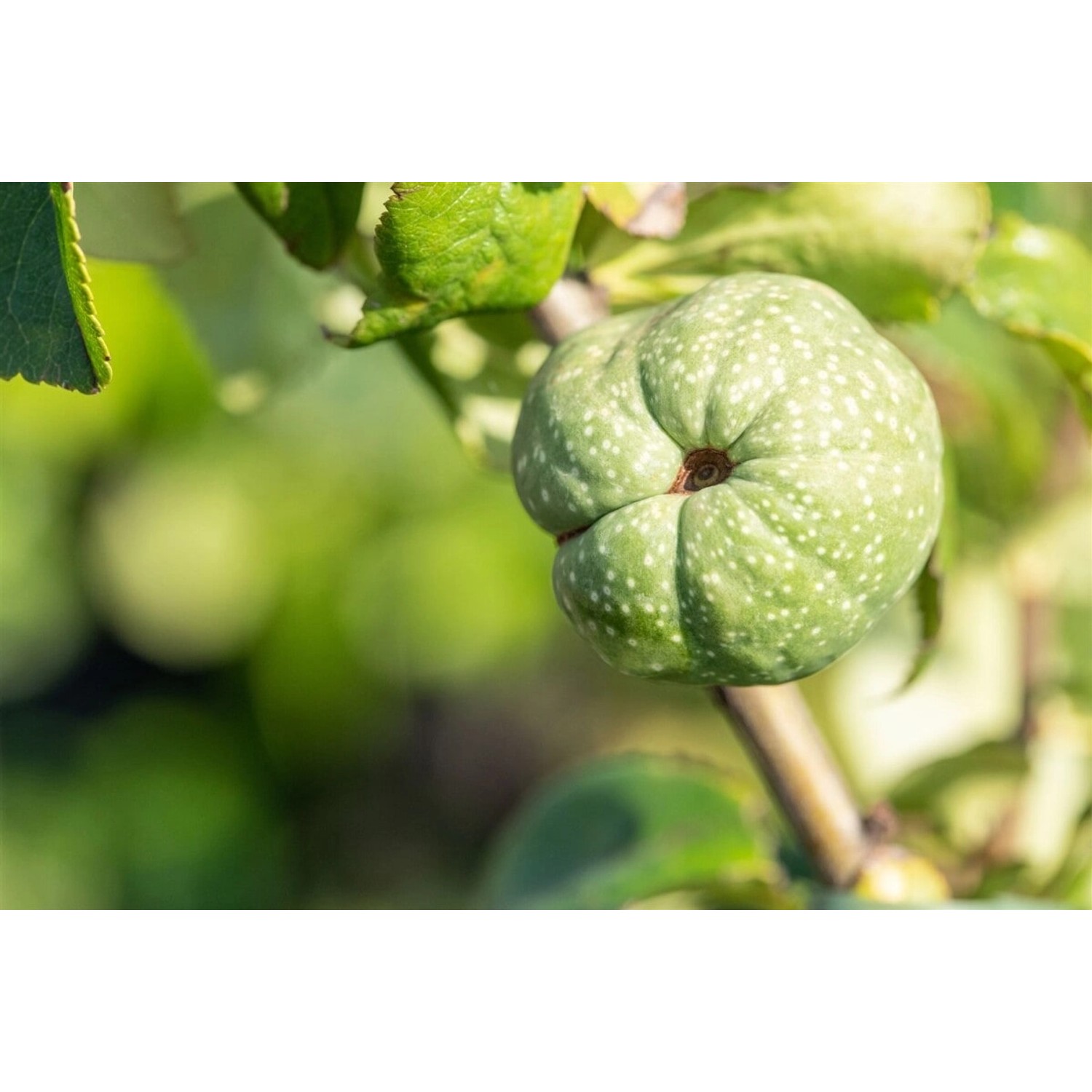 Chaenomeles 'Youki Gotin' Zierquitte 40-60 cm günstig online kaufen