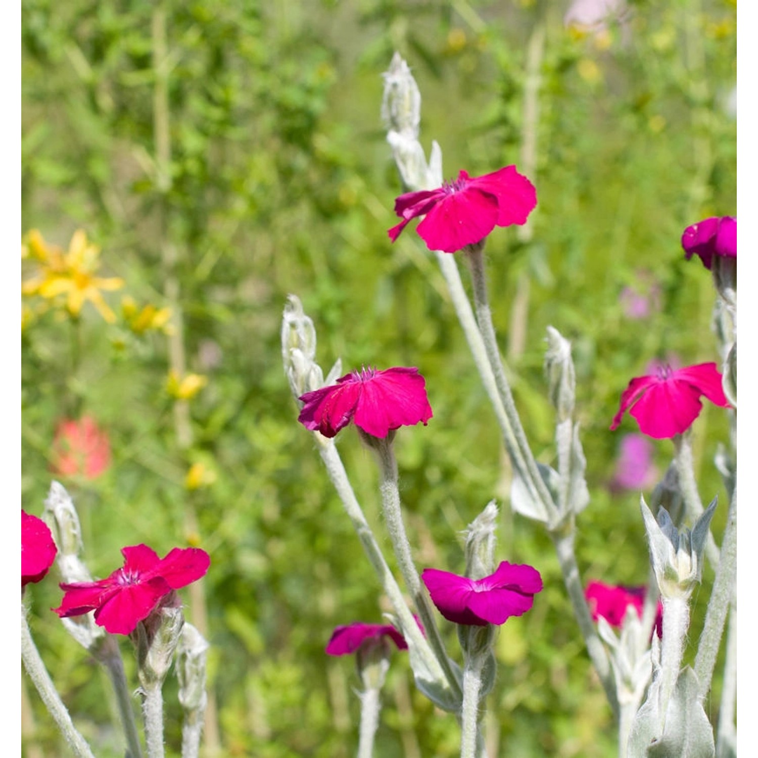 Kranz Lichnelke - Lychnis coronaria günstig online kaufen