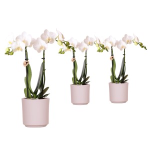 Drei Schmetterlingsorchideen Phalaenopsis Kolibri im Keramiktopf, weiße Blüten.