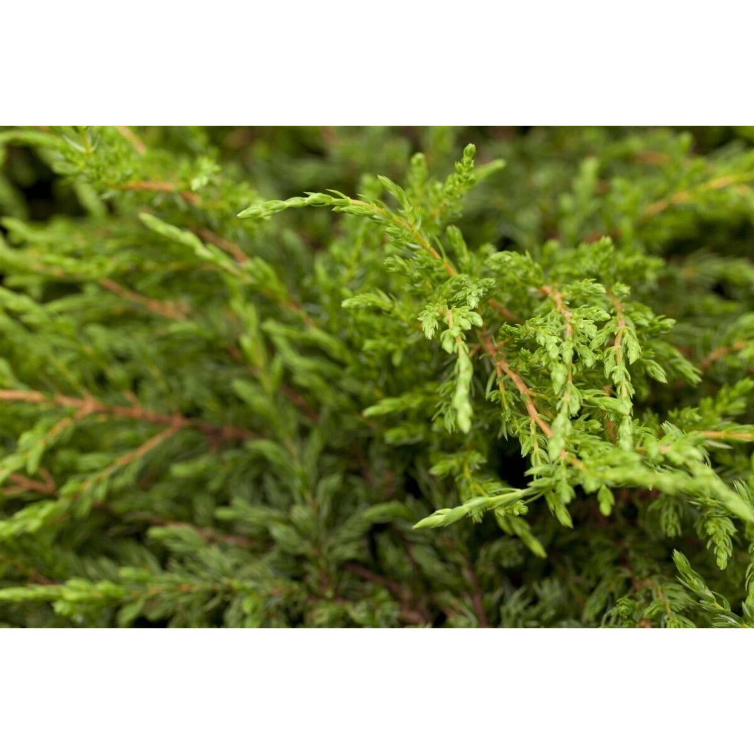 Juniperus Communis Repanda Kriech-Wacholder 30–40 cm günstig online kaufen