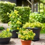 Anthrazitfarbener Florus Pflanztopf Fiore Alessia, Ø 20 cm, mit gelben Blumen bepflanzt.