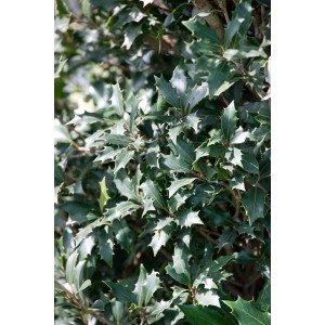 Immergrüne Duftblüte 'Purpureus' (30–40 cm) mit dunkelgrünen, gezackten Blättern.