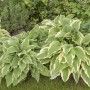Buschige Hosta Sieboldii Funkie mit grün-weißen Blättern im Gartenbeet.