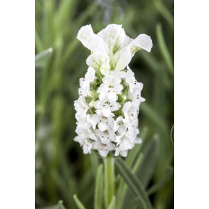 Nahaufnahme: Weißer Schopflavendel (Lavandula stoechas Anouk) im Topf, ca. 15 cm Ø.