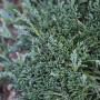 Nahaufnahme des silbrig-blauen Kriech-Wacholders Juniperus Horizontalis Wiltonii, ideal als Bodendecker.