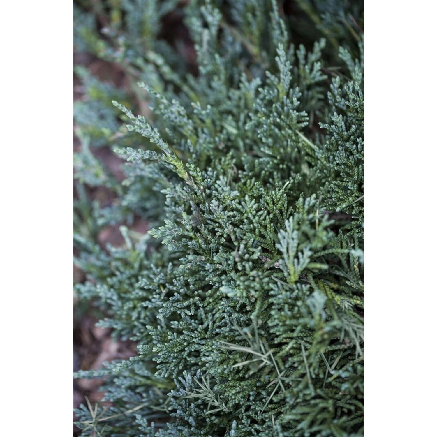 Juniperus Horizontalis Wiltonii Kriech-Wacholder 20–25 cm günstig online kaufen