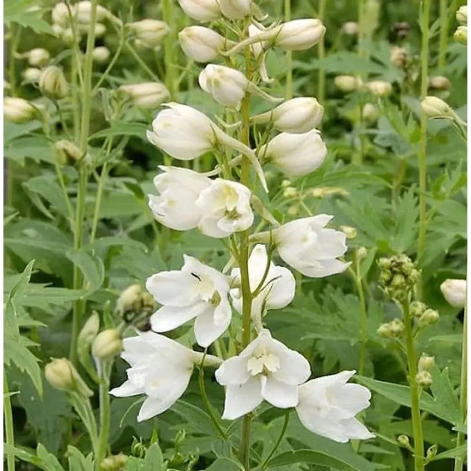 Rittersporn Galahad - Delphinium pacific
