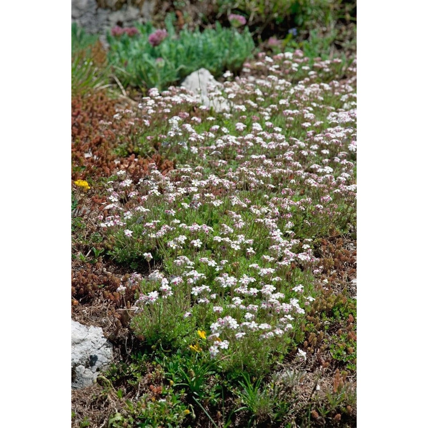 Androsace Septentrionalis Star Dust Ca. 9x9 cm Topf günstig online kaufen