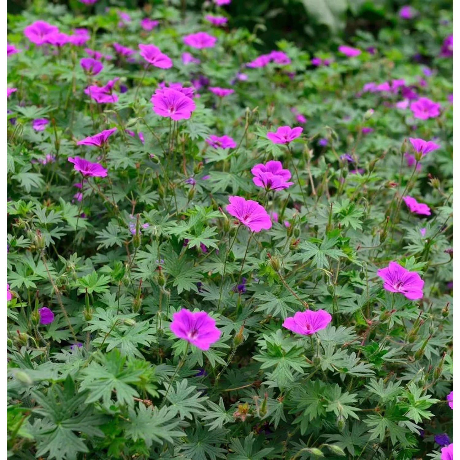Storchenschnabel Laurence Flatman - Geranium cinereum